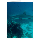 Grey Reef Shark Swimming (Front)