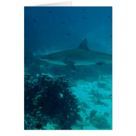 Grey Reef Shark Swimming (Front)