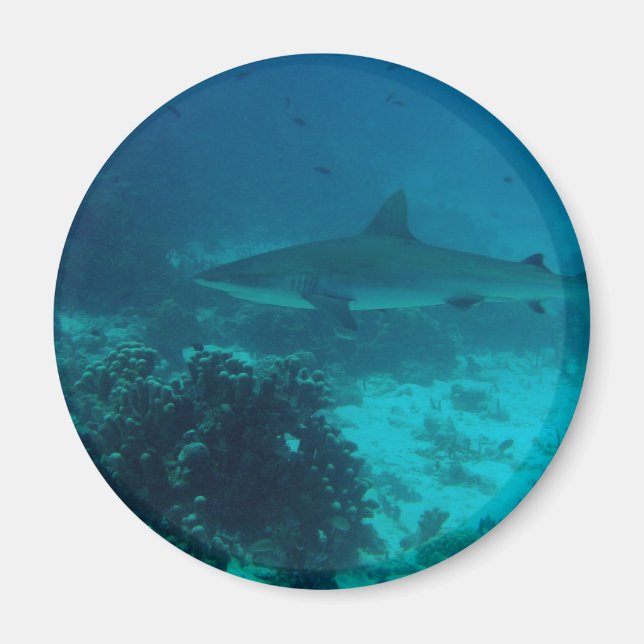 Grey Reef Shark Swimming Magnet (Front)