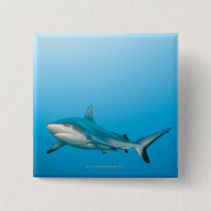 Grey reef sharks (Carcharhinus amblyrhnchos) Button