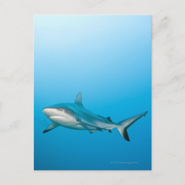 Grey reef sharks (Carcharhinus amblyrhnchos) Postcard (Front)