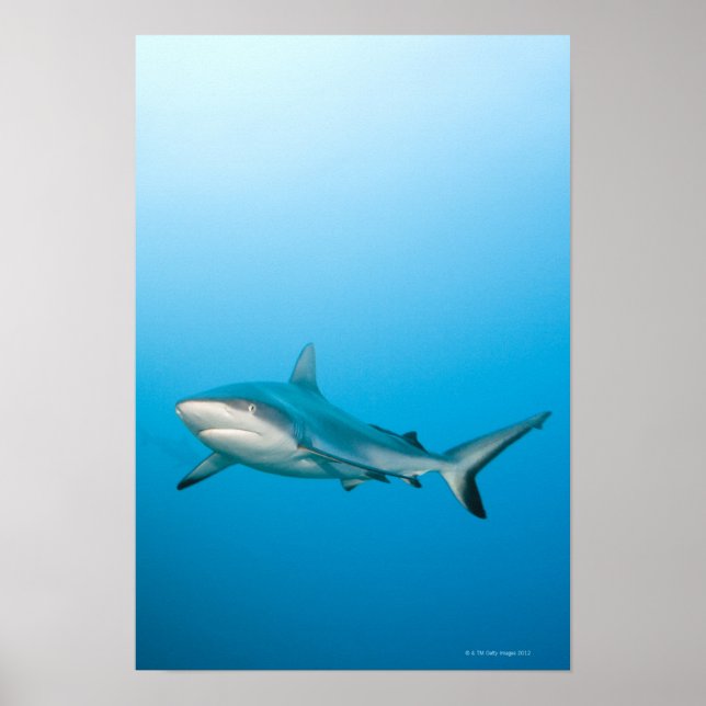 Grey reef sharks (Carcharhinus amblyrhnchos) Poster (Front)