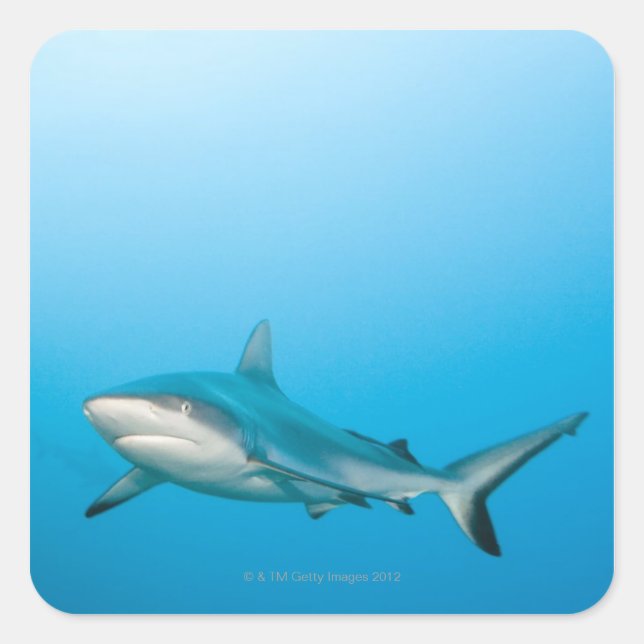 Grey reef sharks (Carcharhinus amblyrhnchos) Square Sticker (Front)