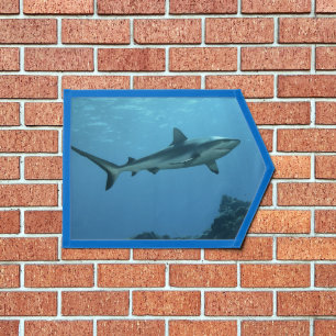 Grey Reefshark at coral reef of Yap Island Pennant