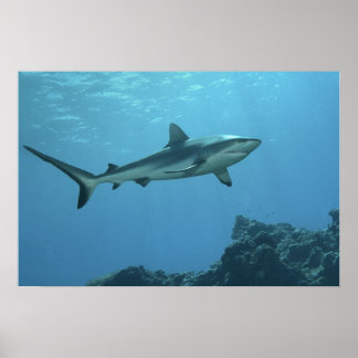 Grey Reefshark at coral reef of Yap Island | Poster