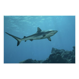 Grey Reefshark at coral reef of Yap Island    Poster