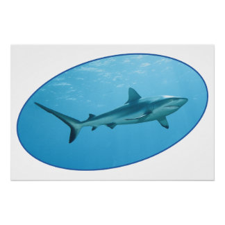 Grey Reefshark, Yap Island - Photographic design | Poster