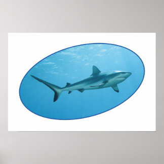 Grey Reefshark, Yap Island - Photographic design | Poster