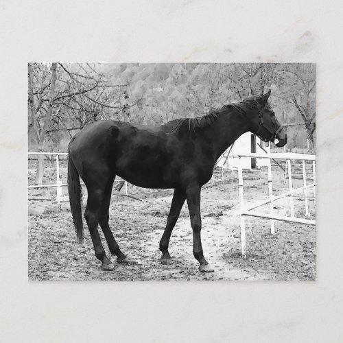 Grey Scale Pop Art Horse Postcard
