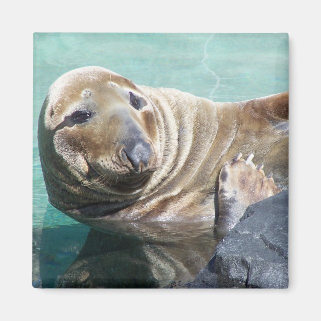 Grey Seal Portrait Magnet (Front)