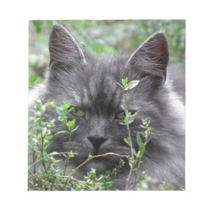 Grey Siberian Kitten Notepad