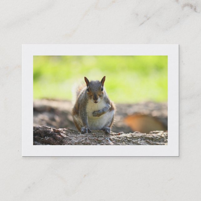 Grey Squirrel (Bordered) Business Card (Front)