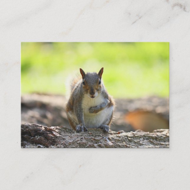 Grey Squirrel Business Card (Front)