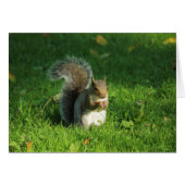 Grey Squirrel, Bute Park, Cardiff (Front Horizontal)