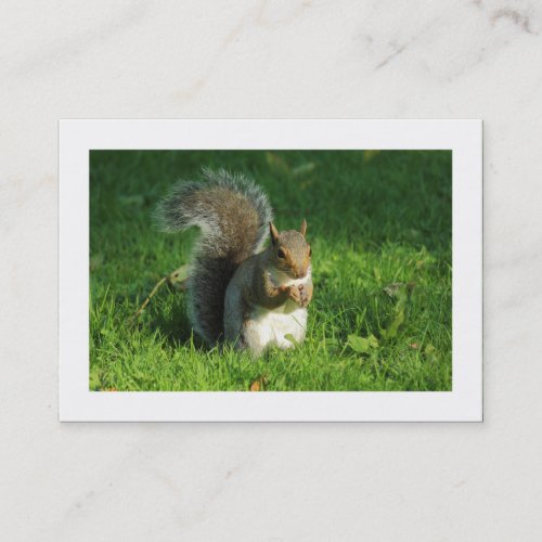 Grey Squirrel Bute Park Cardiff Bordered Business Card