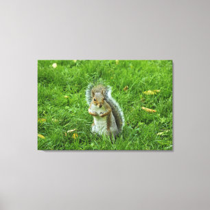 Grey Squirrel, Bute Park, Cardiff Canvas Print