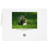 Grey Squirrel, Bute Park, Cardiff Cards (Back Horizontal)