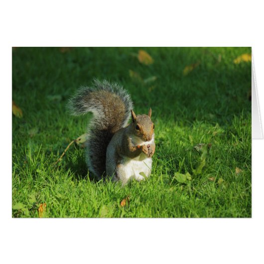 Grey Squirrel, Bute Park, Cardiff Cards (Front Horizontal)
