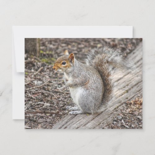 Grey Squirrel Bute Park Cardiff Wales Card