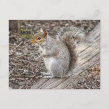 Animal Postcard.Arthur Dixon.Grey Squirrel.No.5 of 15 