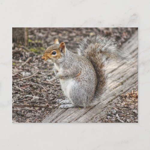 Grey Squirrel Bute Park Cardiff Wales Postcard