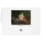 Grey Squirrel - Bute Park, Cardiff, Wales, UK (Back Horizontal)