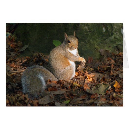 Grey Squirrel - Bute Park, Cardiff, Wales, UK (Front Horizontal)