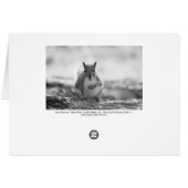 Grey Squirrel - Bute Park, Cardiff, Wales, UK (Back Horizontal)