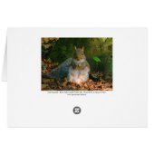 Grey Squirrel - Bute Park, Cardiff, Wales, UK (Back Horizontal)