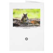 Grey Squirrel - Bute Park, Cardiff, Wales, UK (Back)
