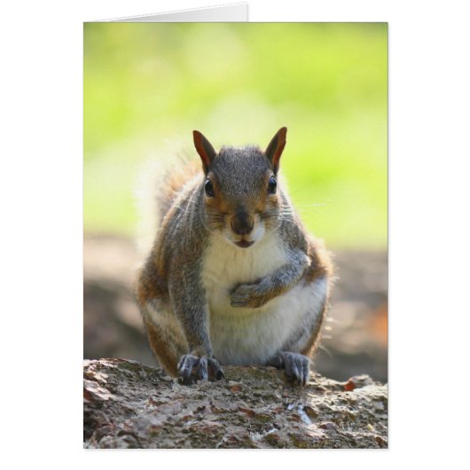 Grey Squirrel - Bute Park, Cardiff, Wales, UK (Front)