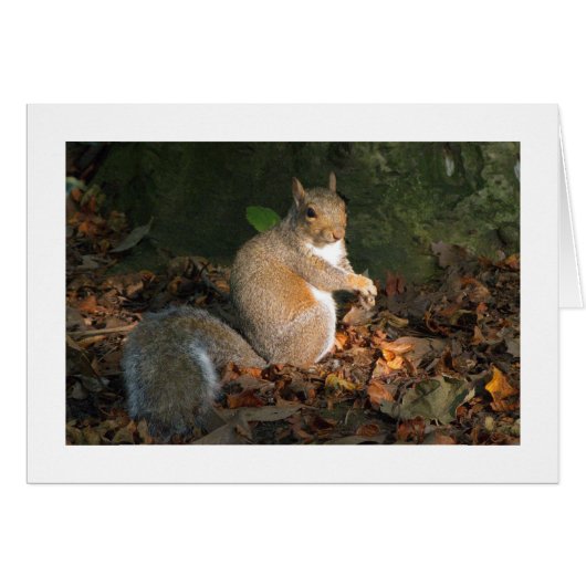Grey Squirrel - Bute Park, Cardiff, Wales, UK (Front Horizontal)
