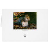 Grey Squirrel - Bute Park, Cardiff, Wales, UK (Back Horizontal)