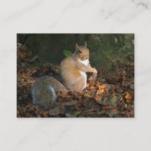 Grey Squirrel _ Bute Park Cardiff Wales UK Business Card