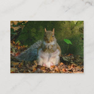 Grey Squirrel - Bute Park, Cardiff, Wales, UK Business Card