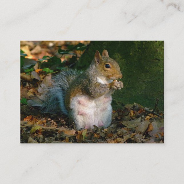 Grey Squirrel - Bute Park, Cardiff, Wales, UK Business Card (Front)