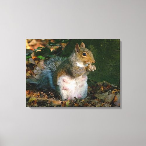 Grey Squirrel _ Bute Park Cardiff Wales UK Canvas Print