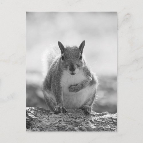 Grey Squirrel _ Bute Park Cardiff Wales UK Postcard