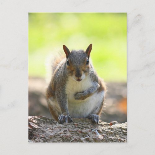 Grey Squirrel _ Bute Park Cardiff Wales UK Postcard