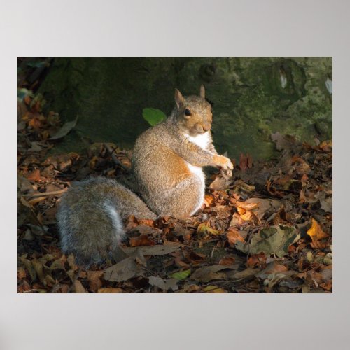 Grey Squirrel _ Bute Park Cardiff Wales UK Poster