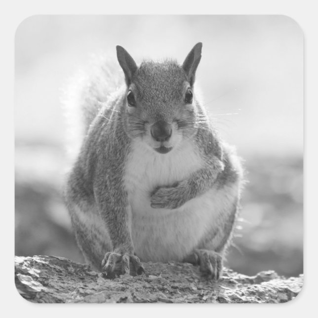 Grey Squirrel - Bute Park, Cardiff, Wales, UK Square Sticker (Front)