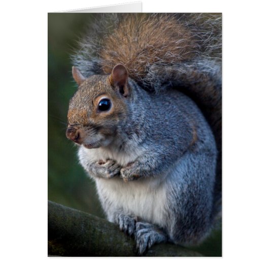 Grey Squirrel Card (Front)