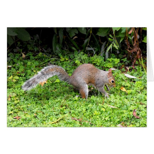 Grey squirrel cards (Front Horizontal)