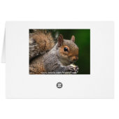 Grey Squirrel Cards (Back Horizontal)