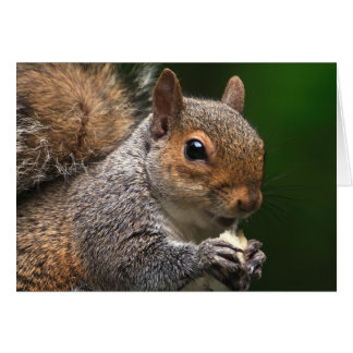 Grey Squirrel Cards