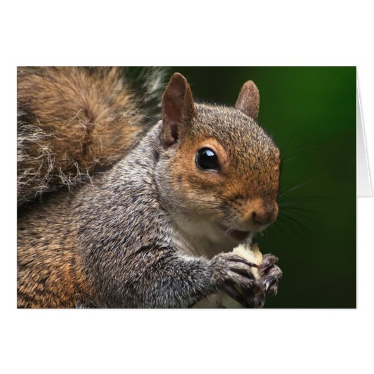 Grey Squirrel Cards (Front Horizontal)