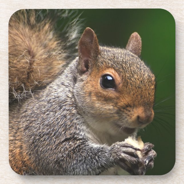 Grey Squirrel Cork Coaster (Front)