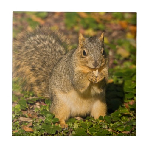 Grey Squirrel eating peanut Crystal Springs 1 Ceramic Tile