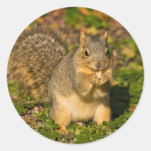 Grey Squirrel eating peanut Crystal Springs 1 Classic Round Sticker