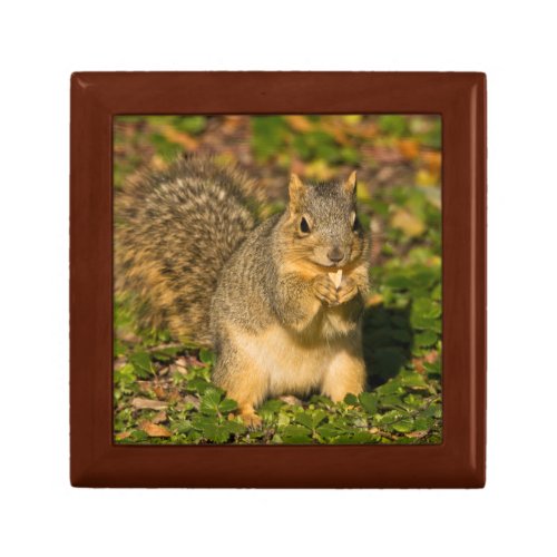 Grey Squirrel eating peanut Crystal Springs 1 Keepsake Box